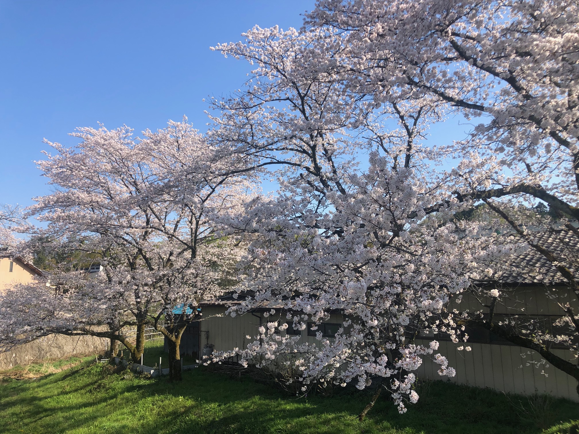 小川工場（本社）にも春到来